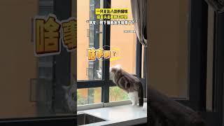 一隻無比八卦的貓咪探著頭去看樓下吵架「網友 樓下到底發生啥事了