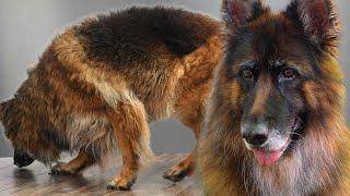 German Shepherd Farm Dog Goes From Beast To Beauty