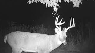 Pure Outdoor Alliance Outfitter - Illinois Giant Whitetail Deer