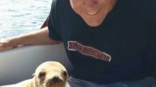 Sea lion pup jumps on boat, cuddles with driver