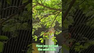noticed the small bird on the tree. #smallbirds #smallbird #littlebirds #littlebird #babybirds #bird