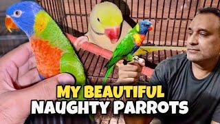 Rainbow Lorikeet Parrots - World Beautiful Rainbow Lorikeet Parrots