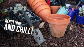 Cerriscapades Live - Repotting, chilling, and answering some of your questions!