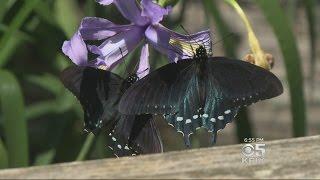 Rare Species Of Stunning Butterfly Makes Comeback In San Francisco