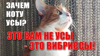 Зачем коту усы?! Все о вибриссах у кошки! Усы экстрасенса.