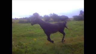 Lucky, retired Arabian race horse, racing across the pasture