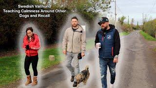Teaching calmness around other dogs and recall with a Swedish Vallhund