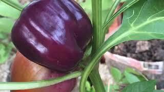 How to Grow Netherlands Purple Bell Pepper