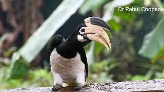 Call of Malabar Pied Hornbill/धनेश, ककनेर पक्ष्याचा आवाज/Beautiful bird of kokan,India.