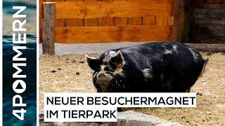 Kühe, Schweine, Seeadler - Die neuen Bewohner des Greifswalder Tierparks | Greifswald TV