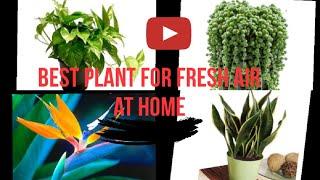 #Best #plant #topclub ||Best 5 Indoor plant||