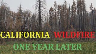 One year After The Fire - The Forest Is Growing Back - August Complex Fire