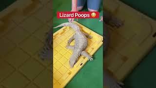 Lizard Poops  #shorts #lizard