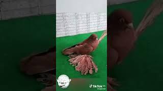 لو عجبك الفيديو حط ليك وإشتراك وإكسبلور