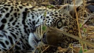 Um Leopardo fora de série - Documentário do National Geographic