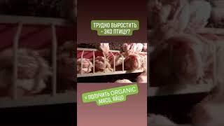 ЭКО ПЕРЕПЕЛ//ORGANIC мясо//Содержание Перепелов без антибиотиков