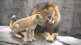 Lion cubs meet dad