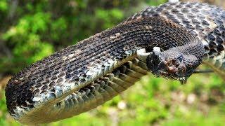 My BIGGEST Timber Rattlesnake Yet!  2017 Rattlesnake Hunting in Pennsylvania