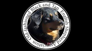 A History of the Old fashioned Black and Tan English Shepherd