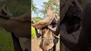 原始部落炖肉突然起火，异常淡定继续放肉 #animals #百科密码 #搞笑