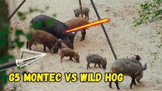 G5 MONTEC VS WILD HOG! - 2 Pigs Down With Bow and Arrow!