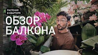 ОБЗОР РАСТЕНИЙ НА БАЛКОНЕ / полив комнатных растений