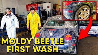 Super Moldy BIOHAZARD VW BEETLE Satisfying DISASTER Detailing Transformation