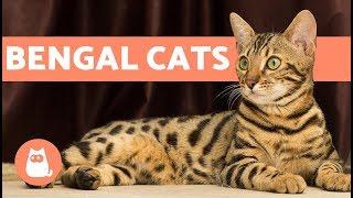 Bengal Cat – Characteristics and Character