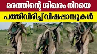 Deadly venomous cobra snakes on this tree | Kerala Kaumudi