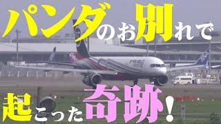 【成田空港】今回も起きた”小さな奇跡”！上野動物園のジャイアントパンダ・リーリー＆シンシン離日のひとコマを追った！