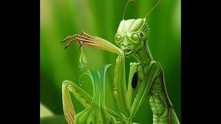 ~Mantis Insectoid Extraterrestrial ~ La Tunda / The Witch Woman~