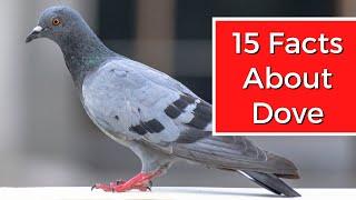 15 Interesting Facts About Dove