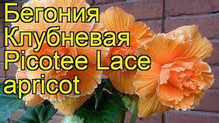 Бегония клубневая (Picotee Lace apricot). Краткий обзор, описание характеристик, где купить луковицы