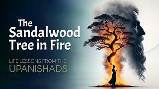 The Burning Sandalwood Tree: A Powerful Upanishadic Lesson on Resilience & Wisdom!