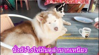 นั่งยังไงให้มันดูลำบากเหนียว | ข้าวเหนียว ขี้กระโปกหมา