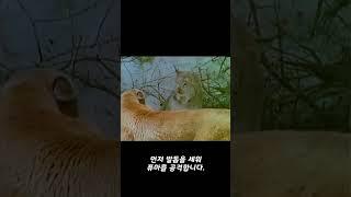 안 보면 후회하는 스라소니 VS 퓨마 맞다이 영상