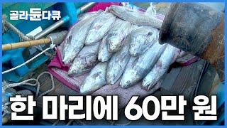 이게 쉬운 게 아닌데 이 정도만 잡아도 사실상 만선! 1미터 10kg 대물 잡는 진짜 베테랑 어부┃잡으면 바로 죽어 활어 회로 먹기 힘든 물고기┃만선 민어잡이┃극한직업┃#골라듄다큐