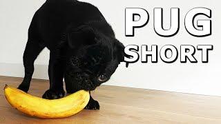 Can dogs eat bananas?