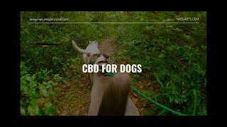 CBD FOR DOGS