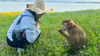 Monkey Kaka are surprised by visitors who come and feed them insects