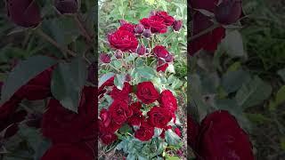 Роза Лаваглют #флорибунда #garden