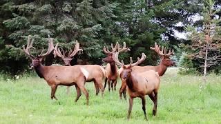 Elk & Deer Ranch  Applegate Hunting Preserve Over 300 Deer & Elk 2950 Applegate Rd,  Applegate, MI