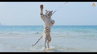 Animalia - White Tigers Maya and Queenie hunt kites