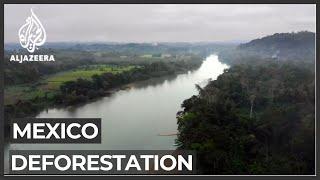 More than 90 percent of Mexico's Lacandon jungle deforested