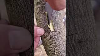 how to grafting|mango grafting|  grafting technic #howtografting #graftingtechnic #mangografting