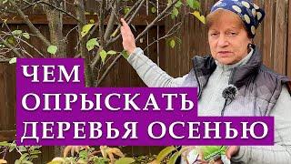 Подготовка деревьев и кустарников к зиме. Чем провожу обработку.