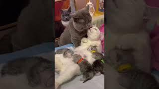 گربه و بچه گربه و بابای گربه همه با هم. cute cat family.  