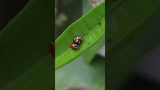 What do you call a male Ladybug? :D #naturelovers #friendship