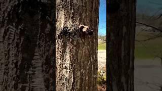 How long would it take you to find this level 3.5 geocache? #geocaching #treasurehunt