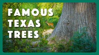 Famous Trees of Texas State Parks